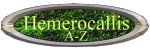 Hemerocallis-Sorten A-Z
